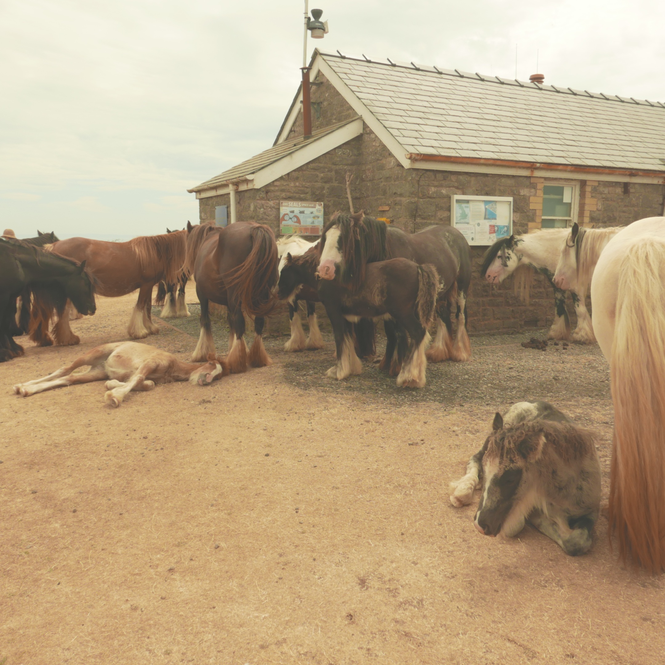 A group of ponies, including foals, looking hot and tired outside a building. Some are lying down.