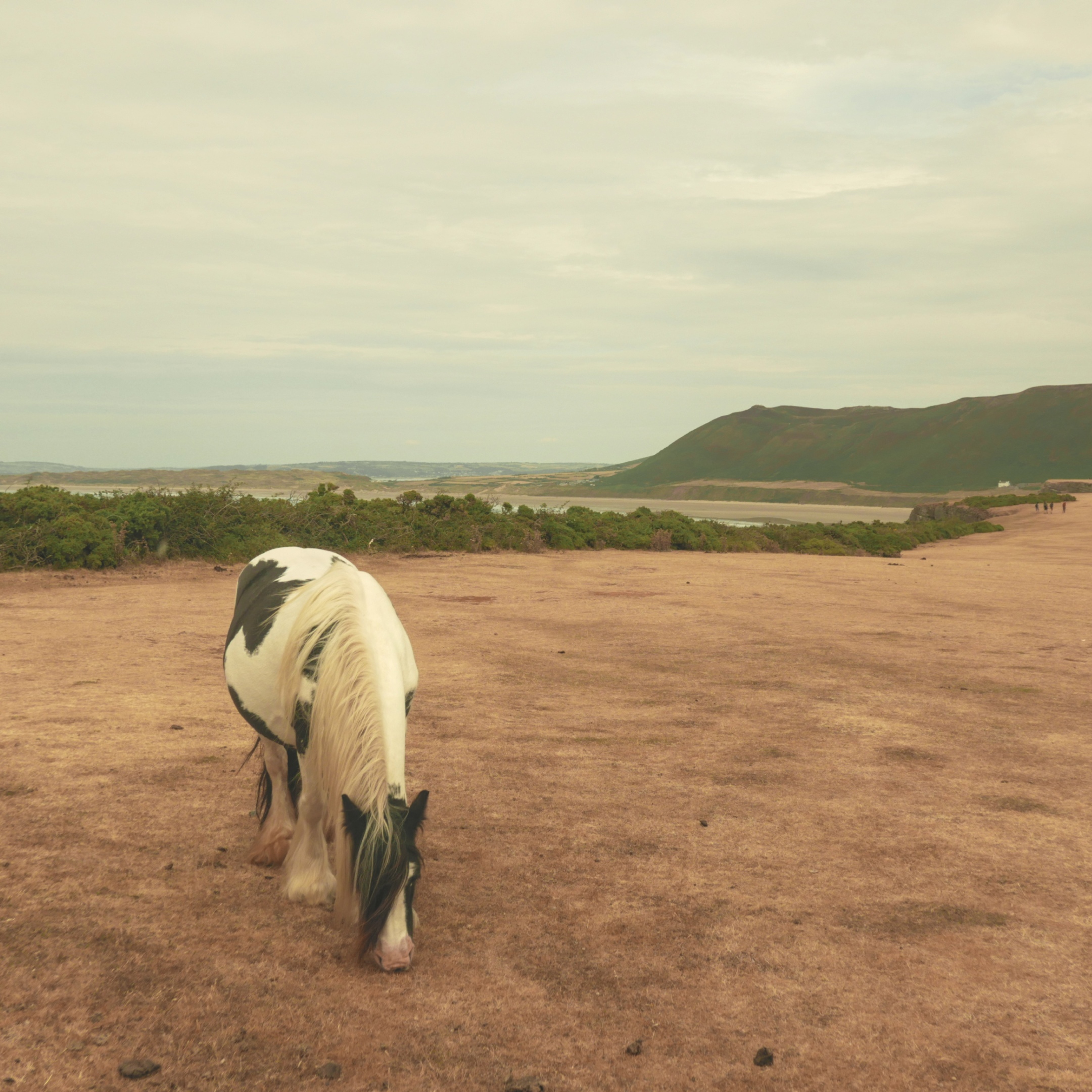 A horse or pony at the top of a cliff overlooking a beach. It is grazing on some very dry grass.