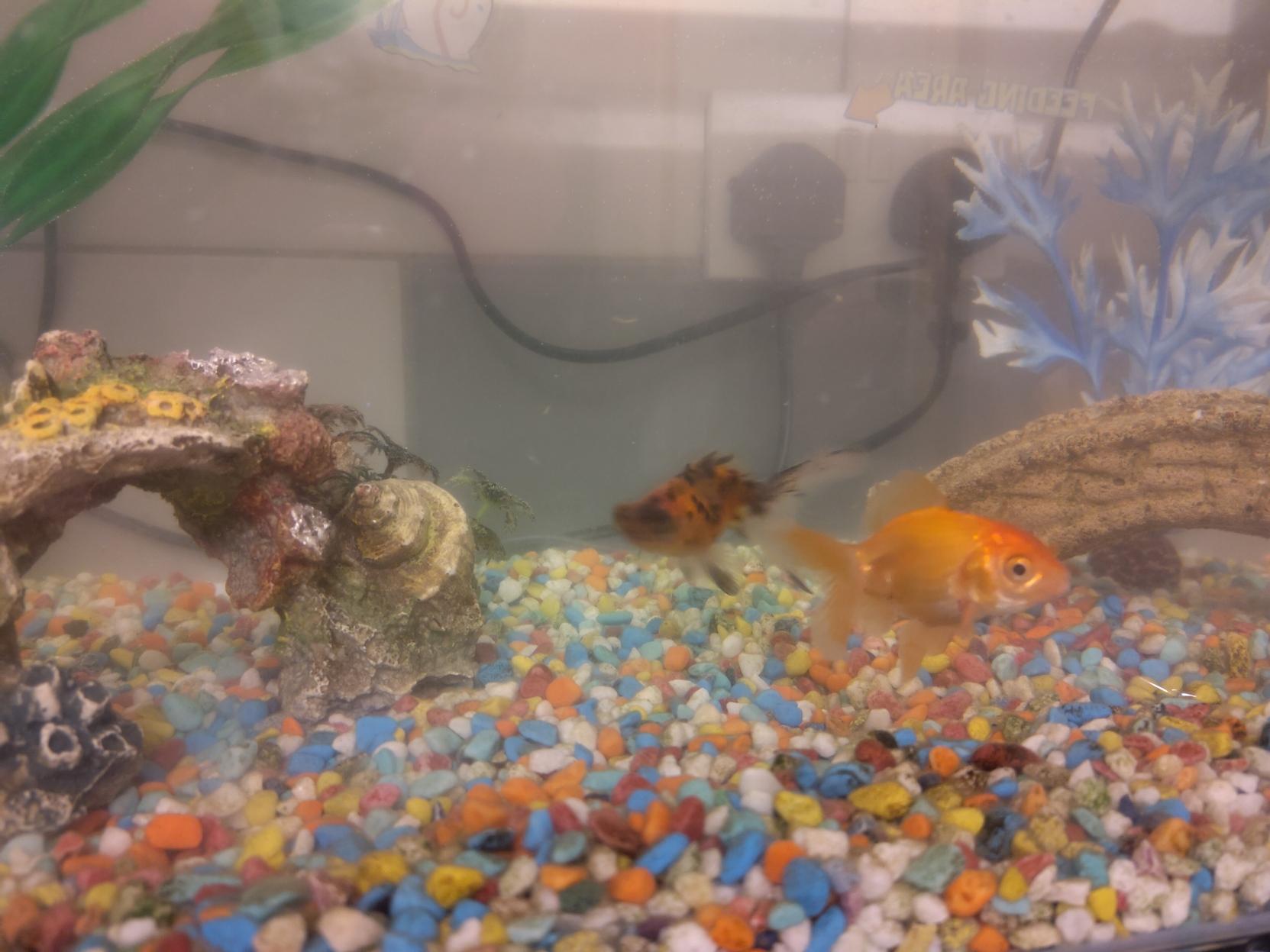 Phot of two goldfish floating over a bed of vibrant multicoloured gravel